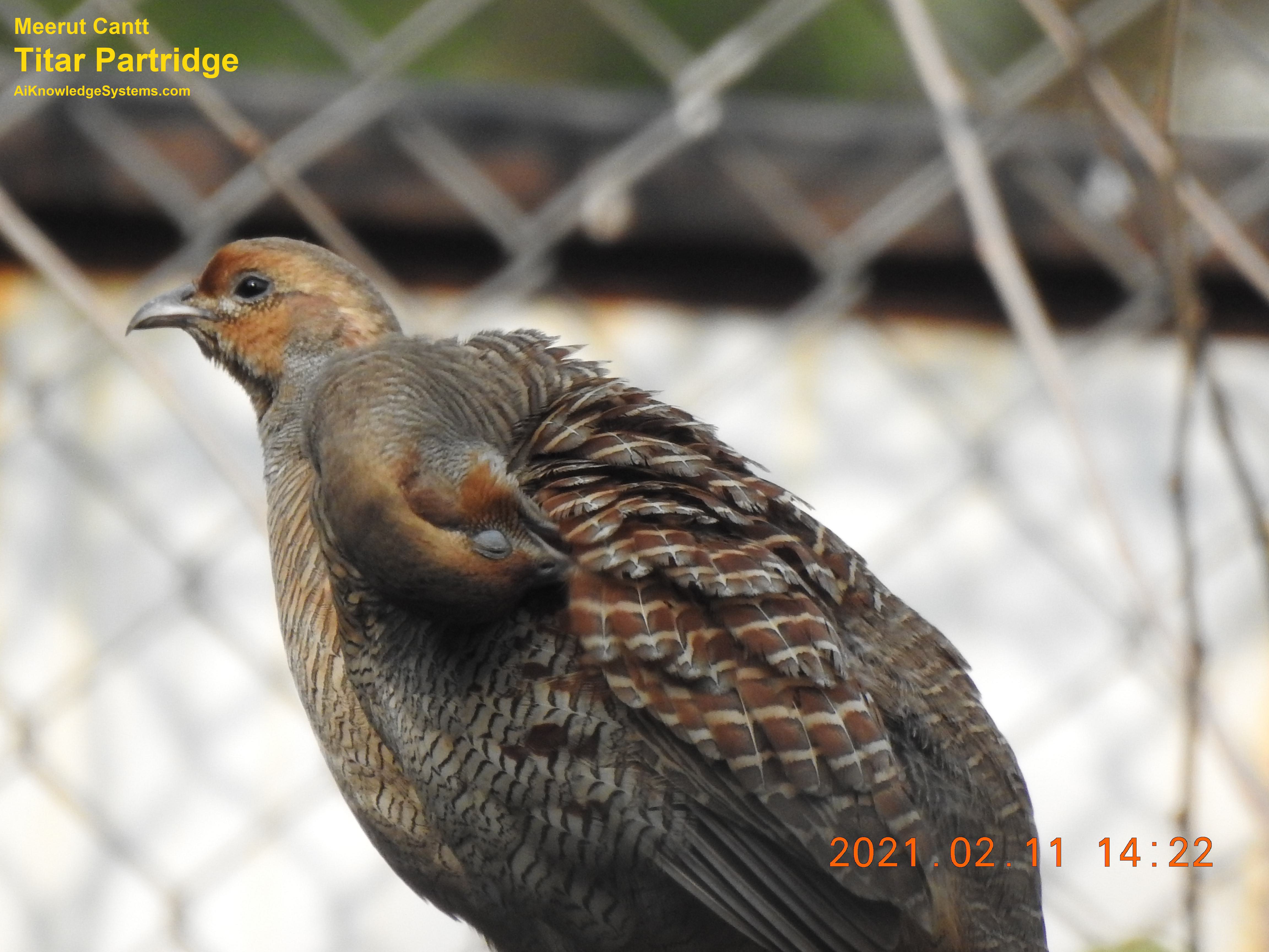 Titar Partridge (1) Coming Soon